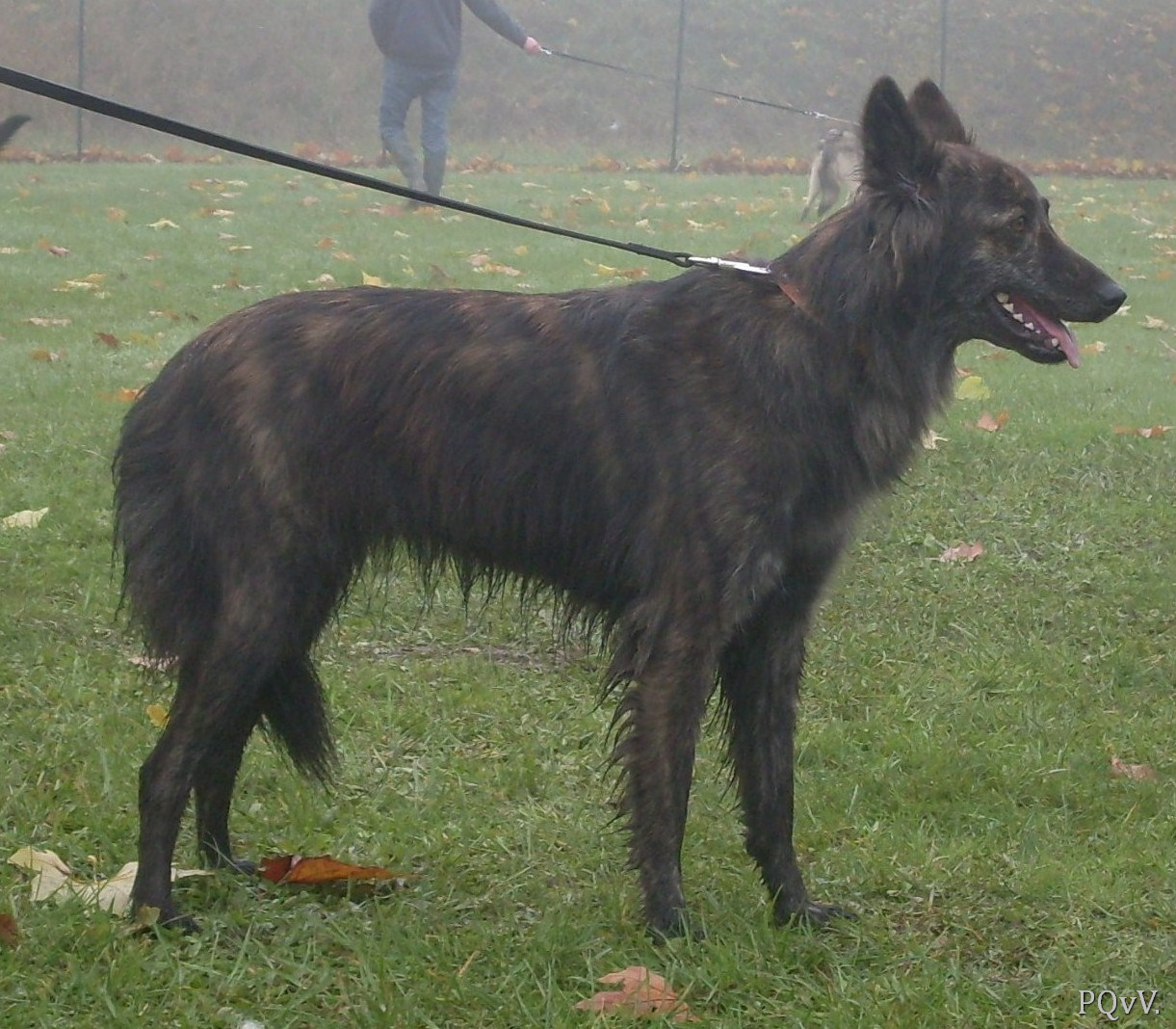  Ephira du Mont Brabant